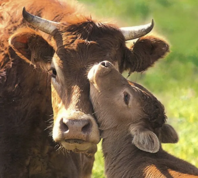 Livestock protection