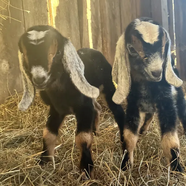 Goats