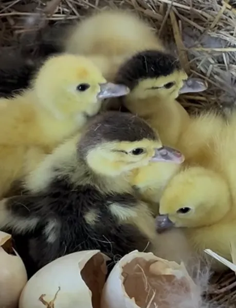 Poultry