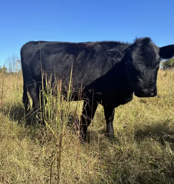 Grass-Fed Beef